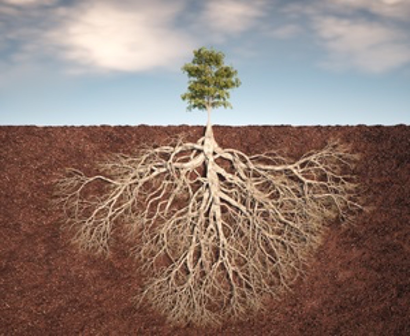 How Tree Roots Can Disrupt Your Commercial Plumbing—and What to Do About It