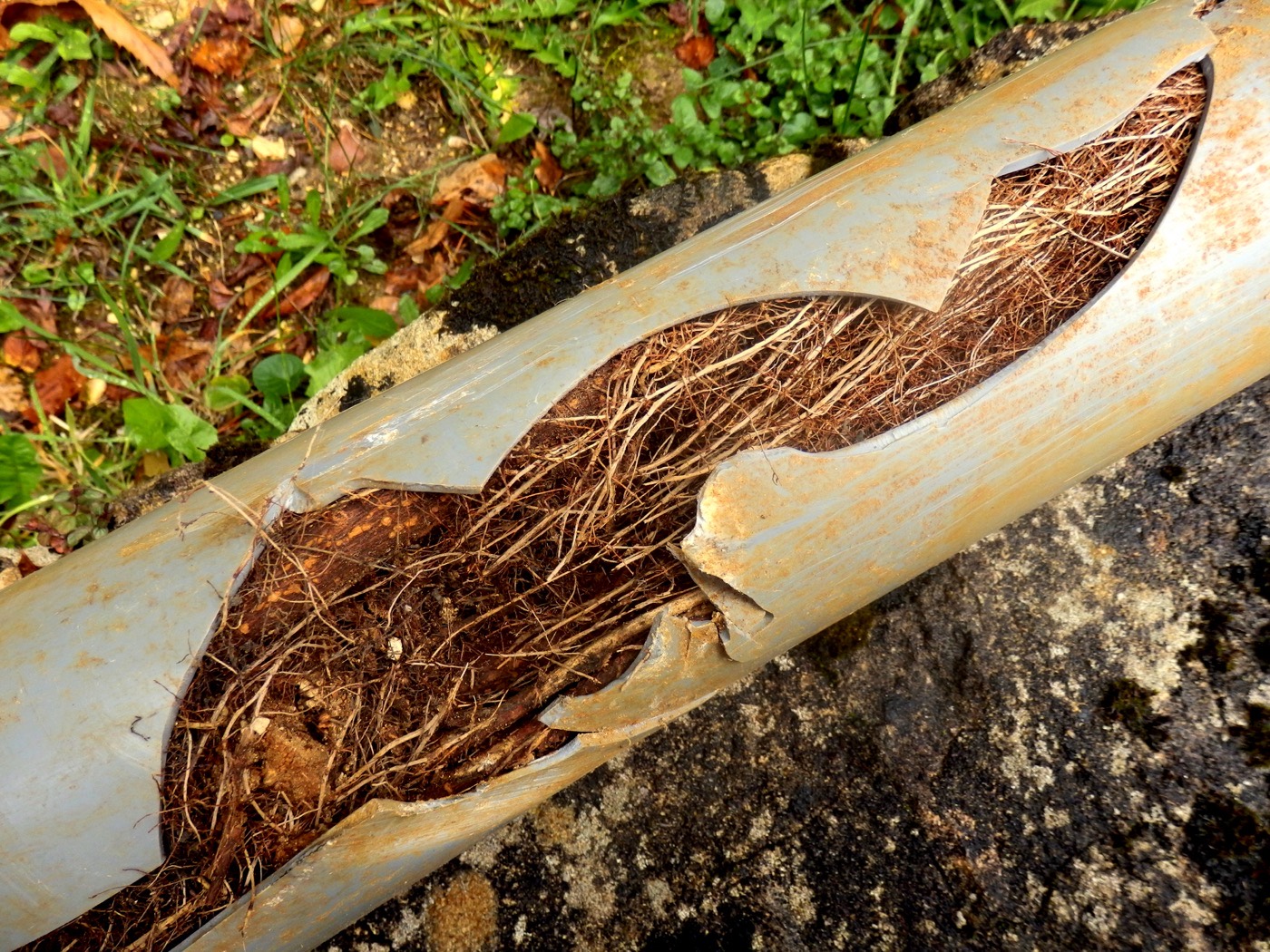 How Tree Roots Can Wreak Havoc on Your Water Line—and What You Can Do About It