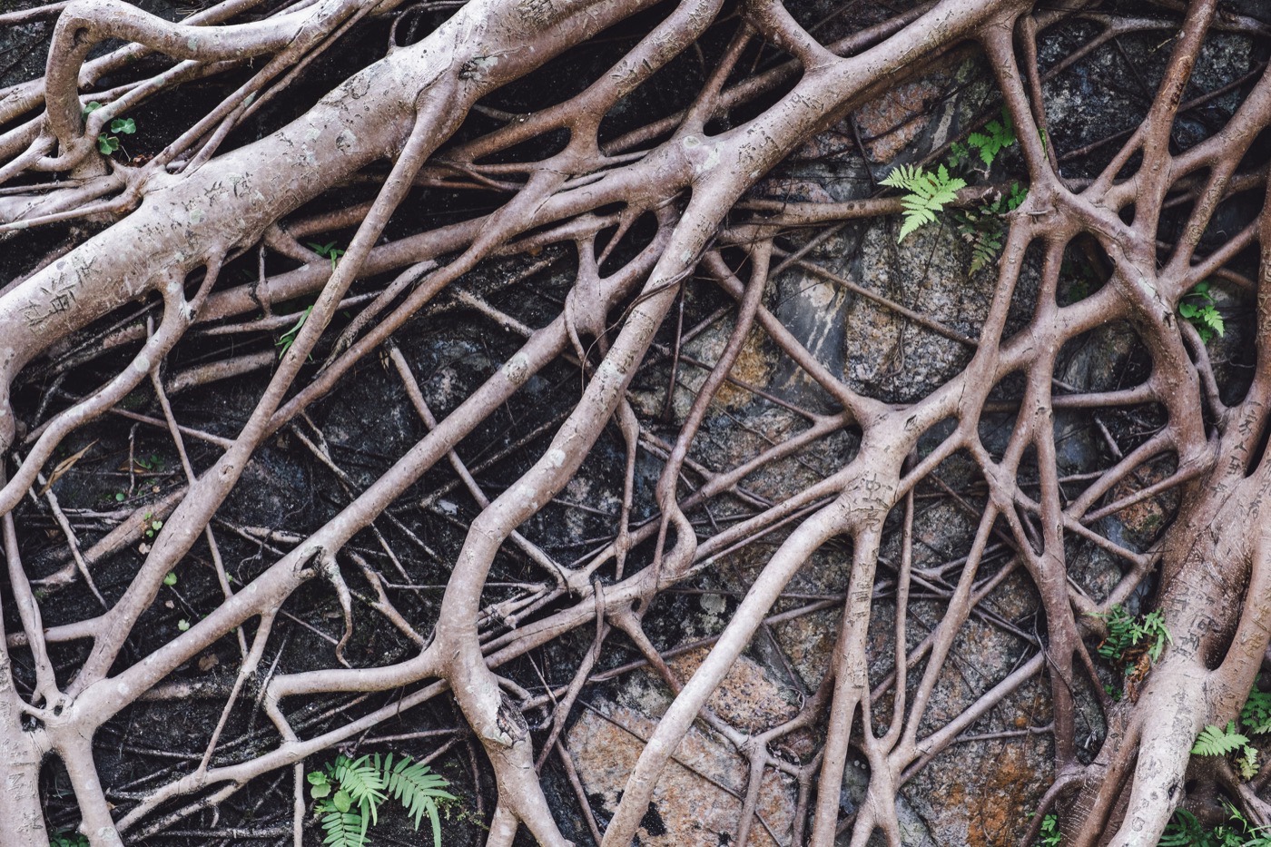 Protecting Your Sewage Lines from Tree Root Intrusion: What You Need to Know